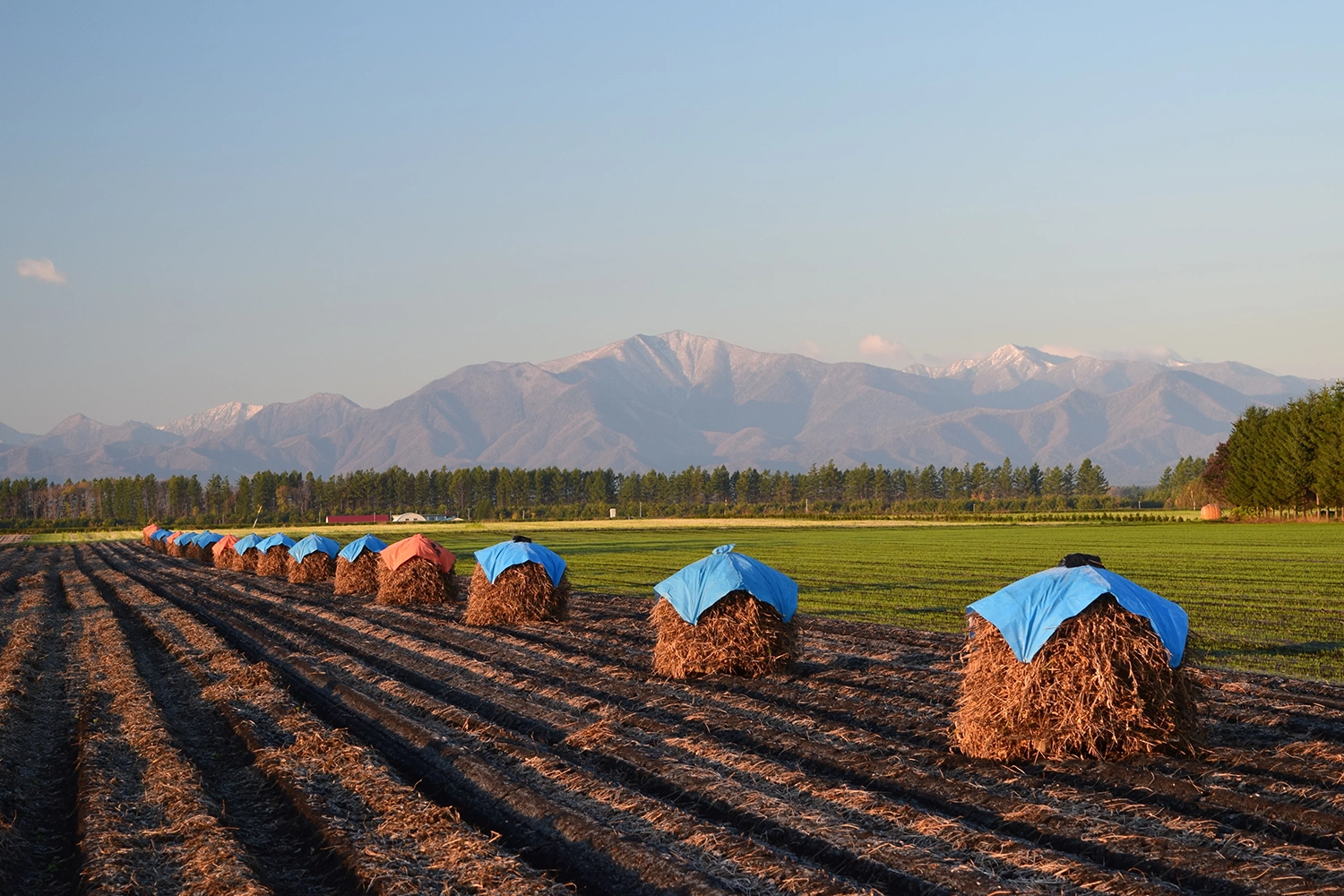 十勝の畑作風景